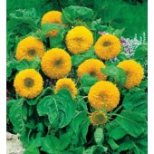 Zonnebloem_Helianthus_annuus_Teddy Bear