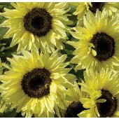 Helianthus annuus Garden Statement