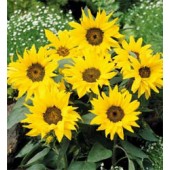 Helianthus_annuus_Pacino_Gold_Zonnebloem