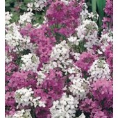 Hesperis matronalis gemengd