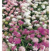 Schermscheefbloem_Iberis_umbellata_Fairy