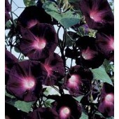 Klimmende_Winde_Ipomoea_purpurea_Kniola's_Black