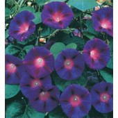 Klimmende_Winde_Ipomoea_purpurea_Grandpa_Otts