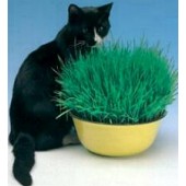 Kattengras_Avena_sativa