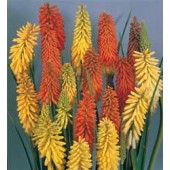 Kniphofia x hybrida Flamenco