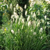 Lagurus ovatus Bunny Tails