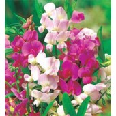 Siererwt_Lathyrus_latifolius_Everlasting_Mix