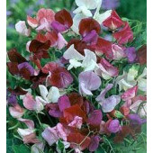 Siererwt_Lathyrus_odoratus_Old_Spice