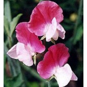 Siererwt_Lathyrus_odoratus_Painted_Lady