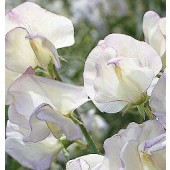  Siererwt_Lathyrus_odoratus_Hi_Sent