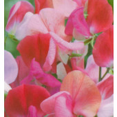 Lathyrus odoratus, Perfume Duet