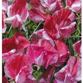 Siererwt_Lathyrus_odoratus_Americane