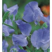 Siererwt_Lathyrus_odoratus_Capri