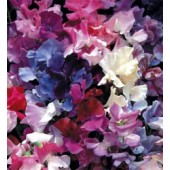 Lathyrus odoratus, Horizon mix