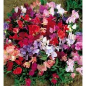 Pronkerwt_Lathyrus_odoratus_Explorer_mix