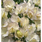 Lathyrus odoratus. Old Times