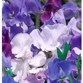 Lathyrus_odoratus_The_Best_of_the_Blues