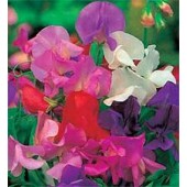 Lathyrus_odoratus_Giant_Waved_mix_Siererwt