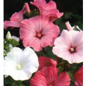 Lavatera_trimestris_Pastel_Mix_malva