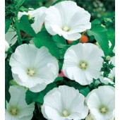 Lavatera trimestris Mont Blanc