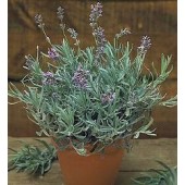 Lavandula angustifolia Munstead Strain