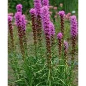 Liatris_spicata_Knopige_Slangewortel 