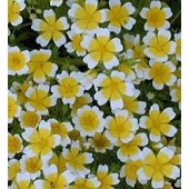 Moerasbloem_Limnanthes_douglasii