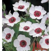 Linum grandiflora Bright Eyes