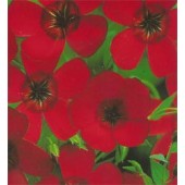 Linum grandiflorum Scarlet