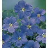 Linum_perenne_Blauw_Vlas