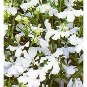 Lobelia erinus pendula White Fountain