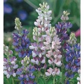 Lupinus_hartwegii_Pixie_Delight 