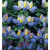 Lupinus_mutabilis_Sunrise