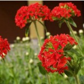 Lychnis chalcedonica scharlaken rood