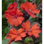 Lychnis haageana Molten Lava