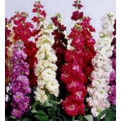 Violier_Matthiola_incana_Brompton_Mix