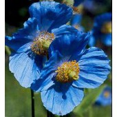 Meconopsis_betonicifolia_Blue_Blauwe_Papaver
