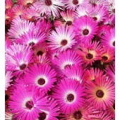 Mesembryanthemum gramineus African Dream