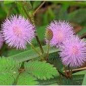 Mimosa_pudica_lilarose_Kruidje-roer-me-niet