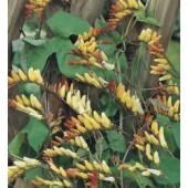 Mina lobata Exotic Love