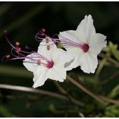 Mirabilis_longiflora_Nachtschone