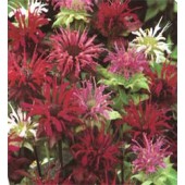 bergamotplantt_Monarda_didymo_Panorama Mix