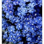 Nemesia_strumosa_Blue_Gem