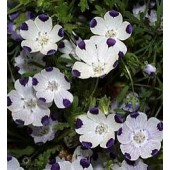 Nemophila_maculata_Five_Spot_Bosliefje