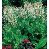 Nicotiana sylvestris