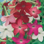 Nicotiana x sanderae Sensation Mix