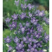 Nigella_garidella_Blue_Stars