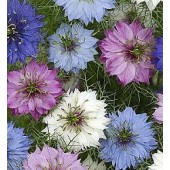 Nigella_damascena_Persian_Jewels_mix