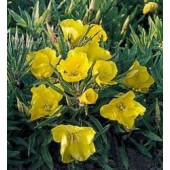 teunisbloem_Oenothera_missouriensis