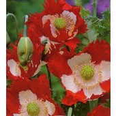 Klaproos_Slaapbol_Papaver_somniferum_Victoria_Cross - 